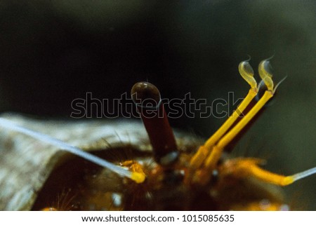 Close up view of the eyes of a hermit crab, macro underwater photography