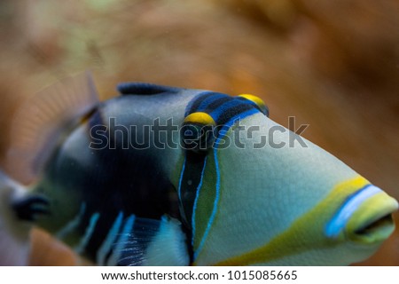 Close-up view of a triggerfish on a reef. Highlights its color with variations of blues and yellow stripes, macro underwater photography