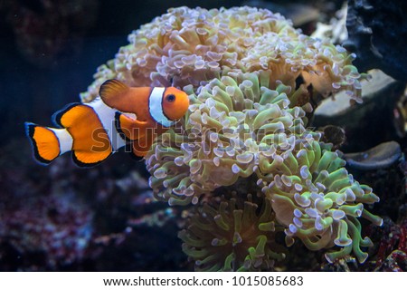 Close up view of a clown fish near an anemone, this fish is immune to the poison of the anemone, macro underwater photography
