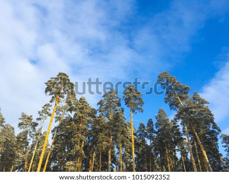 Fabulous Russian winter pine forest in the freezing weather