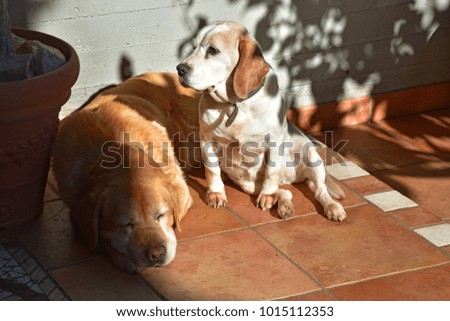 Female beagle dog and male labrador sitting in the sun.