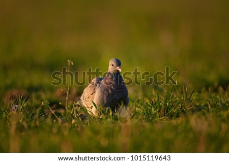 common wood pigeon, columba palumbus, czech republic