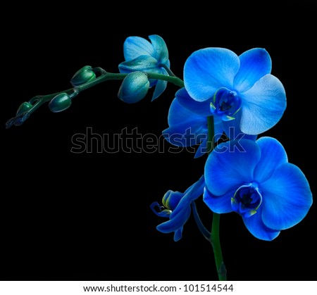 Orchid flower on black background Royalty-Free Stock Photo #101514544