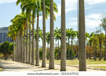 Nature Palm Tree