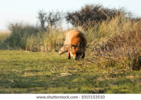 Red Fox Hunting on the Grass 