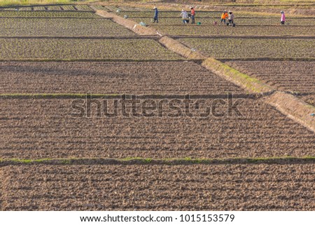 Rows of seed on fertile farm land, Soil Preparation with Farmer background, agricultural, Agribusiness, selective focus