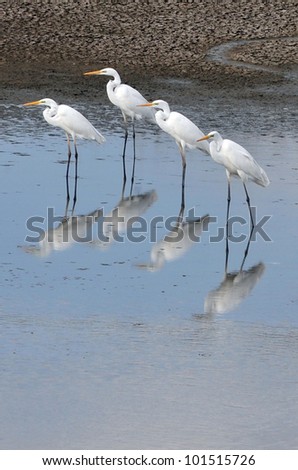 Group of a Little Egret in its natural habitat