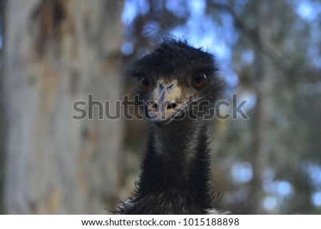 Nandú: that nice bird similar to the ostrich