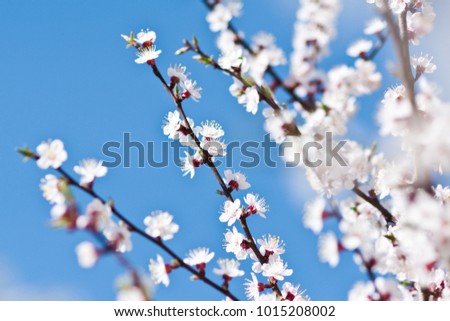 Beautiful branch of blossom apricot on the blue sky background. Spring mood. Nature concept.