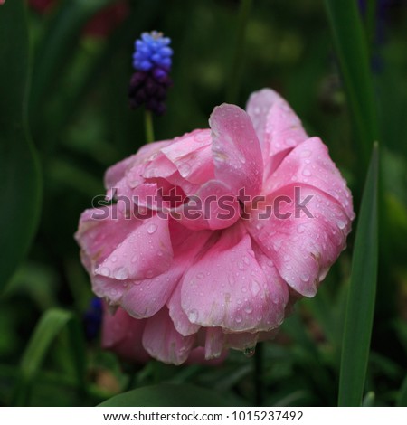 Pink ranunculus with raindrops on the leaves in the rain in spring in Germany