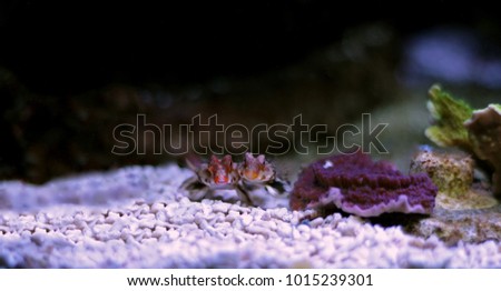 Red Scooter dragonet fishes 