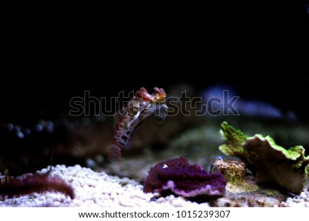 Red Scooter dragonet fishes 