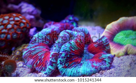 Amazing colorful open brain coral  Royalty-Free Stock Photo #1015241344