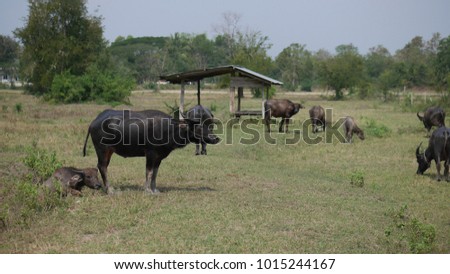 Many buffaloes are in the public farm. The picture concepts are country, farm, animal.