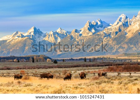 Only the Grand Tetons could outdo the Bison in the foreground. These HUGE animals are always fun to take pictures of. 
