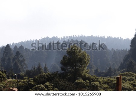 Mexican forest landscape