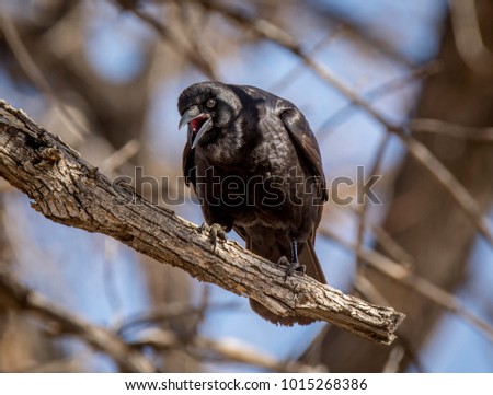 A beautiful American Crow perching on a branch, calling out as if scolding the photographer for being too close.
