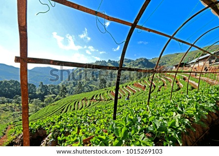 Strawberry field on the mountain in the north of Thailand