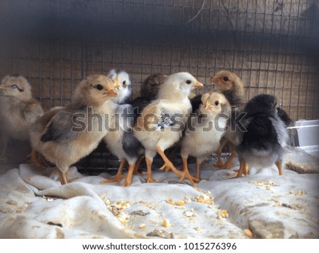 Chicks Royalty-Free Stock Photo #1015276396