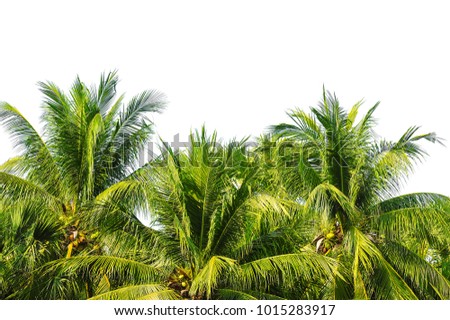 tropical coconut palm tree isolated on white background