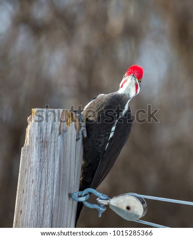 Pileated woodpecker, in a boreal forest, Quebec, Canada.