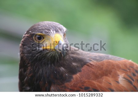 close up of falcon with blurred background