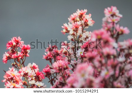 Red and pink flower on gray background, nature.