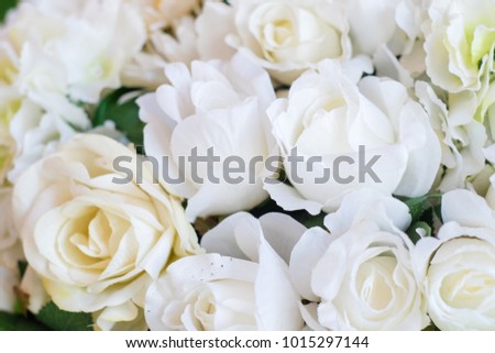 Pure love white valentine rose flower background blossom flower
