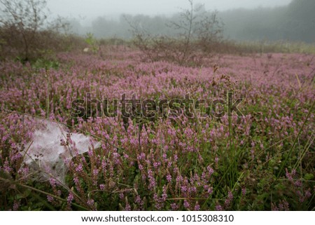 violet flower blossom in the country field northern thailand