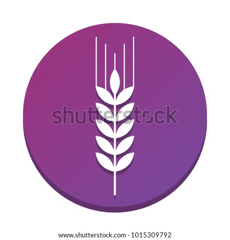 Wheat sign illustration. Spike. Spica. Vector. White icon with flat shadow on purpureus circle at white background. Isolated.