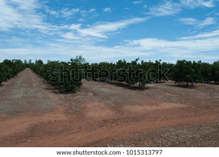 rows of an orange orchard with young green oranges on them with clouds in the sky on a sunny day