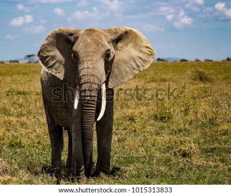 Suspicious elephant while being photographed in Serengeti, Tanzania