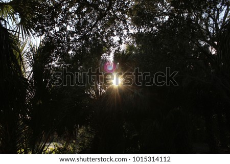 Sun sunburst shining through a tree silhouette