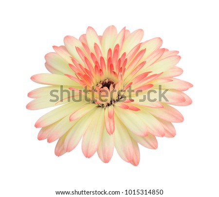 beautiful gerbera flower isolated on white background