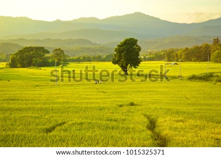 Rice field before Sunset Royalty-Free Stock Photo #1015325371