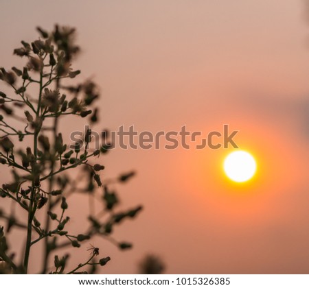 Close up flower grass and sunset background in the evening