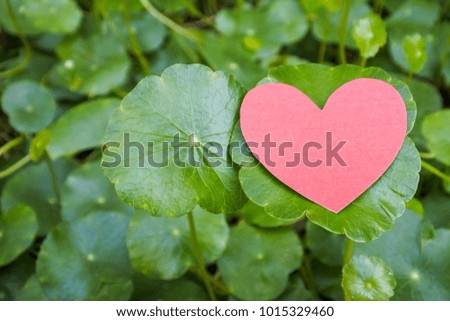 Heart shaped paper, Placed on a green leaf. Love and romance in the upcoming Valentines Festival.