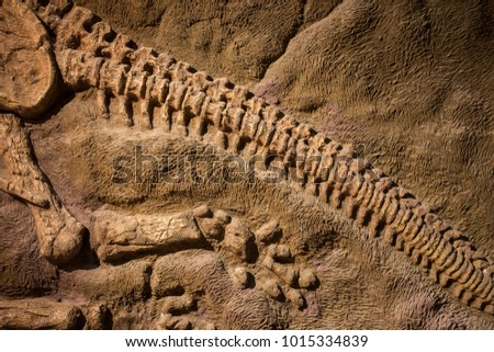 Dinosaur fossil for background 