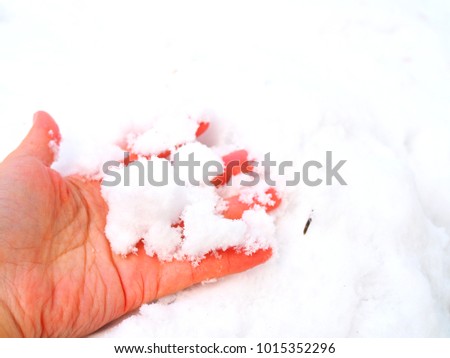 Close up left lady red bare fore hand playing, holding new fresh winter white snow powder, on pile background, with small dry yellow fallen pine leaves