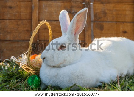 the easter rabbit with the basket of colored eggs on the farm
