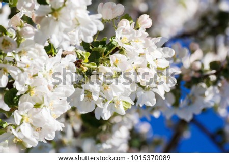 Background of apple-tree flowers at spring