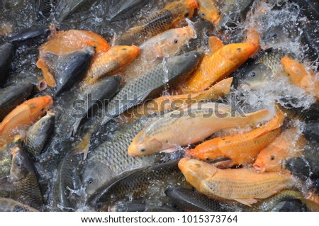 Carp Fish in a Buddhist Temple lake or pond in the Mekong Delta Vietnam