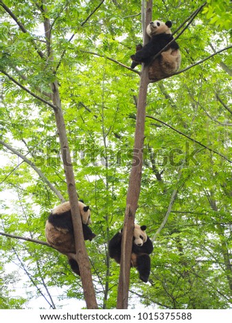 Panda sitting on trees at Chengdu Research Base of Giant Panda Breeding , China.