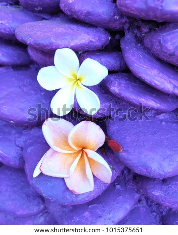 White Frangipani isolated on purple stone  background    