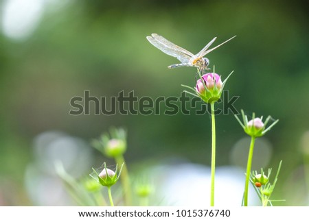 dragonfly in the pink cosmos flower with green blurred background for background or postcard