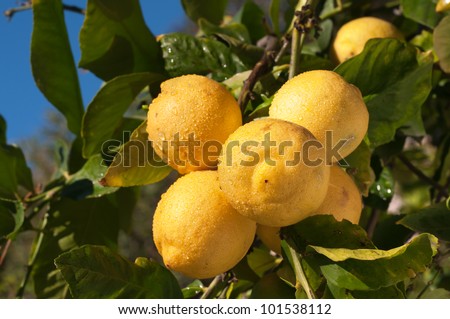 Organic and Very Natural Looking Lemons growing on a limb in the Sunshine and Ready for Picking in Southern California