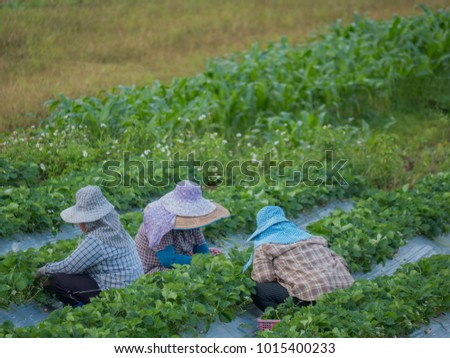 Workers working in strawberry field at Chieng Rai Thailand