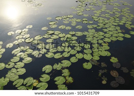 green lotus leaves in river with reflect sunlight