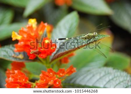 a dragonfly on a leaf and a beautiful flower background