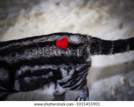 Red heart on a Cat , for beautiful love.